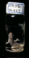 蝎虎藏品圖，第4張